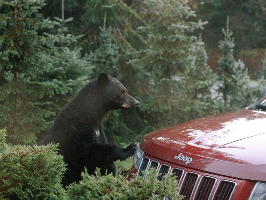 Huge bear gets run over by a jeep, what happens next is terrifying