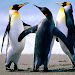 RITESH