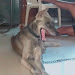 SUBRAMANIAN