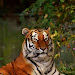 prakash